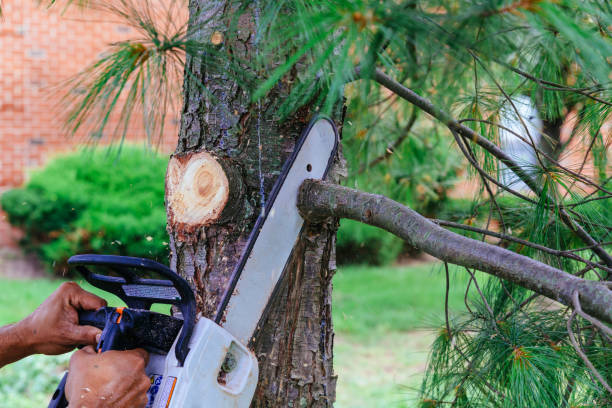 Best Tree Cutting Near Me  in Katy, TX